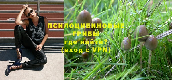 PSILOCYBIN Аркадак